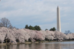 washington-in-spring