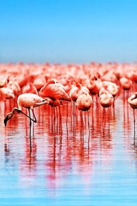 flamingos